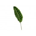 Calathea - Zebrina